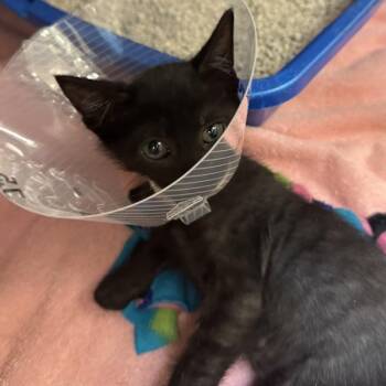 Ida -  Domestic Short Hair Cat for Adoption in Walnut Creek, California - Ida | PetCurious