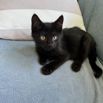 Jinx -  Domestic Short Hair Cat for Adoption in West Deptford, New Jersey - Jinx | PetCurious