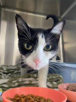 Rescue Domestic Short Hair Cats for Adoption in South Bend, Indiana - Luna | PetCurious