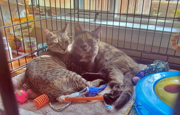 Rescue Tortoiseshell and Tabby Cats for Adoption in Hillsboro, Oregon - Meadow & Maureen #1711 Offered By Owner - Sisters | PetCurious