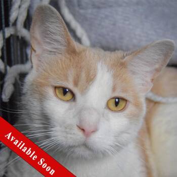 Tabby and Domestic Short Hair Cats Available for Adoption - Betty | PetCurious