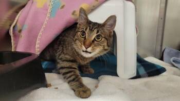 Domestic Short Hair Cats Available for Adoption in Minneapolis, Minnesota - SUFU | PetCurious