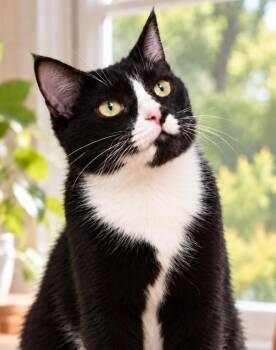 Pegasus S -  Domestic Short Hair Cat for Adoption in Fresno, California - Pegasus S | PetCurious