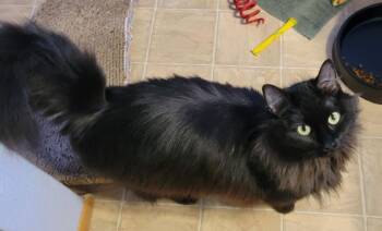 Domestic Long Hair Cats Available for Adoption - Nyx | PetCurious