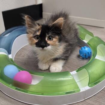 Rumi -  Domestic Medium Hair Cat for Adoption in Pleasant Hill, California - Rumi | PetCurious