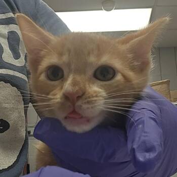Saran Wrap -  Domestic Short Hair Cat for Adoption in West Olive, Michigan - Saran Wrap | PetCurious