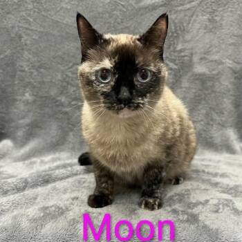 Moon -  Siamese Cat for Adoption in Wyandotte, Michigan - Moon | PetCurious