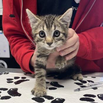 Dunkin -  Domestic Short Hair Cat for Adoption in Mt. Juliet, Tennessee - Dunkin | PetCurious