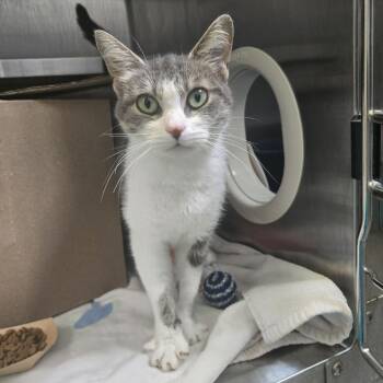 Bip (Holland Cat Cove) -  Domestic Short Hair Cat for Adoption in West Olive, Michigan - Bip (Holland Cat Cove) | PetCurious