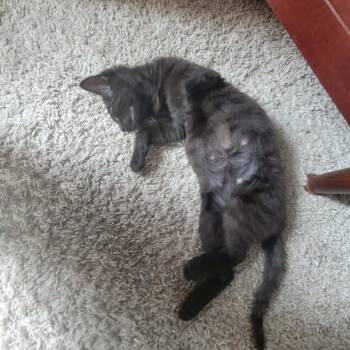Pink -  Domestic Short Hair Cat for Adoption in Hedgesville, West Virginia - Pink | PetCurious