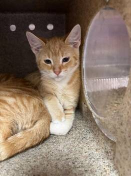 A798691 -  Domestic Short Hair Cat for Adoption in Louisville, Kentucky - A798691 | PetCurious