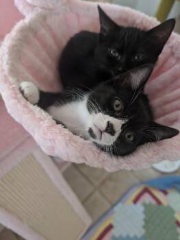Domestic Short Hair Cats Available for Adoption in Fort Collins, Colorado - Penne | PetCurious