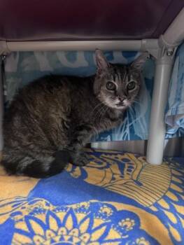 JOSEPHINA -  Domestic Short Hair Cat for Adoption in Derwood, Maryland - JOSEPHINA | PetCurious