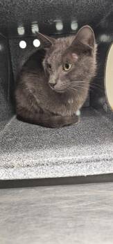 Custard -  Domestic Short Hair Cat for Adoption in Athens, Tennessee - Custard | PetCurious