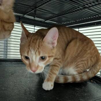 Bernice -  Domestic Short Hair Cat for Adoption in Hannibal, Missouri - Bernice | PetCurious