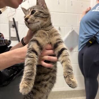 Meatloaf -  Domestic Short Hair Cat for Adoption in Gloucester, Virginia - Meatloaf | PetCurious