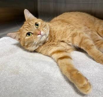 Domestic Short Hair Cats Available for Adoption in Peoria, Illinois - BRIOCHE | PetCurious