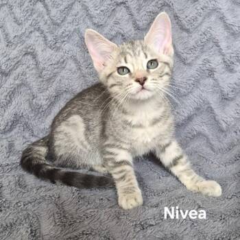 Nivea -  Domestic Short Hair Cat for Adoption in Matteson, Illinois - Nivea | PetCurious