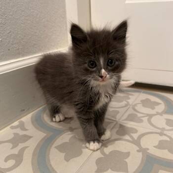 Domestic Long Hair Cats Available for Adoption in Missouri City, Texas - Marvin | PetCurious