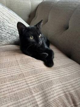 Mary Jean -  Domestic Short Hair Cat for Adoption in Skyline, Minnesota - Mary Jean | PetCurious