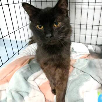 Domestic Short Hair Cats Available for Adoption in Michigan City, Indiana - Curly | PetCurious