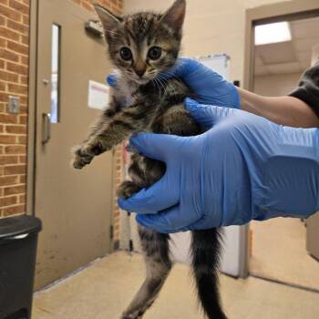 Tiger -  Domestic Short Hair Cat for Adoption in Birmingham, Alabama - Tiger | PetCurious