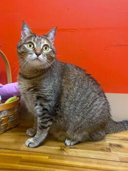 Nova -  Domestic Short Hair Cat for Adoption in Maryville, Missouri - Nova | PetCurious