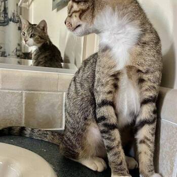 Buddy -  Domestic Short Hair Cat for Adoption in Tampa, Florida - Buddy | PetCurious