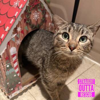Domestic Short Hair Cats Available for Adoption in Vancouver, British Columbia - Selkie | PetCurious