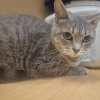 ButterBall (Patagonia) -  Domestic Short Hair Cat for Adoption in Aberdeen, North Carolina - ButterBall (Patagonia) | PetCurious