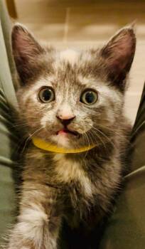Domestic Short Hair Cats Available for Adoption in Sebastian, Florida - Felicity | PetCurious