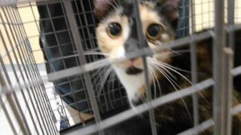 GEENA -  Domestic Short Hair Cat for Adoption in Tulsa, Oklahoma - GEENA | PetCurious