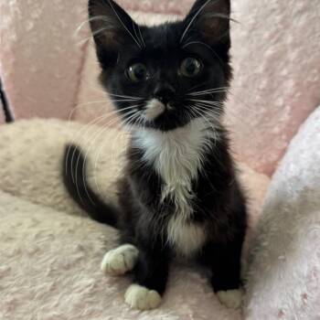 Ember Joslin-CJ -  Domestic Medium Hair Cat for Adoption in Tallahassee, Florida - Ember Joslin-CJ | PetCurious
