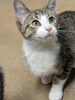 Turner -  Domestic Short Hair Cat for Adoption in Tilton, Illinois - Turner | PetCurious