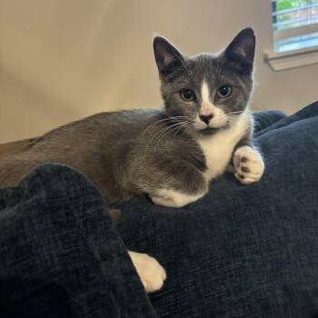 Sully -  Domestic Short Hair Cat for Adoption in Portland, Oregon - Sully | PetCurious