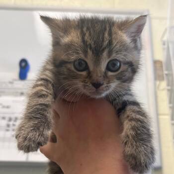 Domestic Short Hair Cats Available for Adoption in Charlottesville, Virginia - Ophelia | PetCurious