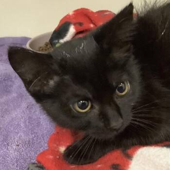 Neptune (blue collar) -  Domestic Short Hair Cat for Adoption in Redwood City, California - Neptune (blue Collar) | PetCurious