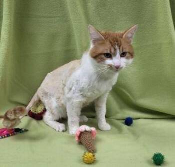 Taz -  Domestic Medium Hair Cat Available for Adoption in Bucyrus, Ohio - Taz | PetCurious