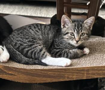 Aspen -  Domestic Short Hair Cat for Adoption in Renton, Washington - Aspen | PetCurious