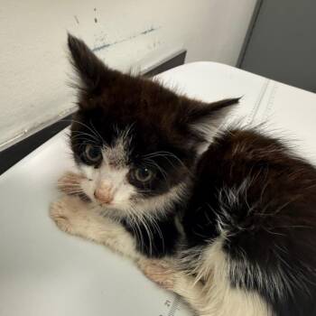 McNuggets -  Domestic Medium Hair Cat for Adoption in Charleston, West Virginia - McNuggets | PetCurious