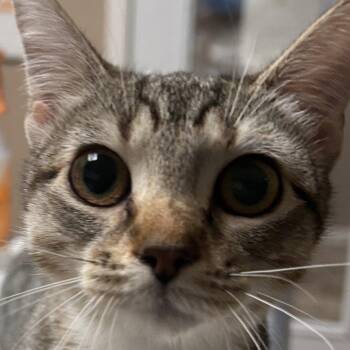 Enid -  Domestic Short Hair Cat for Adoption in Dallas, Texas - Enid | PetCurious
