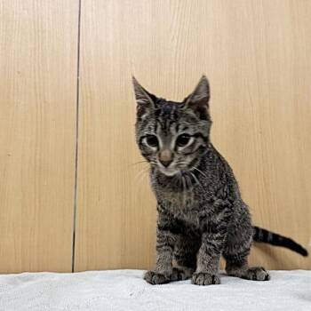 Gene -  Domestic Short Hair Cat for Adoption in Brentwood, Missouri - Gene | PetCurious