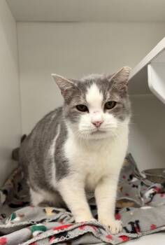 Domestic Short Hair Cats Available for Adoption - Ted | PetCurious
