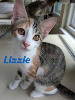 Rescue Tabby Cats for Adoption in Weatherford, Texas - Lizzie | PetCurious