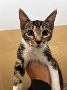 Domestic Short Hair Cats Available for Adoption in Gautier, Mississippi - Telephone Pole | PetCurious