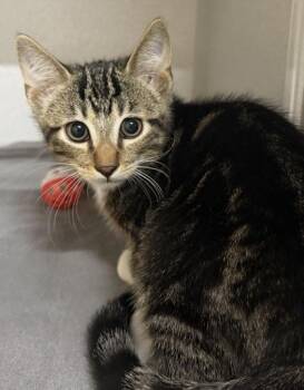Shepherd -  Domestic Short Hair Cat for Adoption in Sacramento, California - Shepherd | PetCurious
