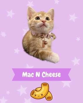 Mac & Cheese -  Domestic Short Hair Cat for Adoption in Augusta, Georgia - Mac & Cheese | PetCurious