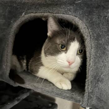 Smokey -  Domestic Short Hair Cat for Adoption in Las Vegas, Nevada - Smokey | PetCurious