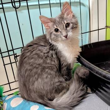 Coal -  Domestic Medium Hair Cat for Adoption - Coal | PetCurious