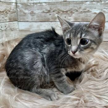 Frankie -  Domestic Short Hair Cat for Adoption in Lexington, Kentucky - Frankie | PetCurious